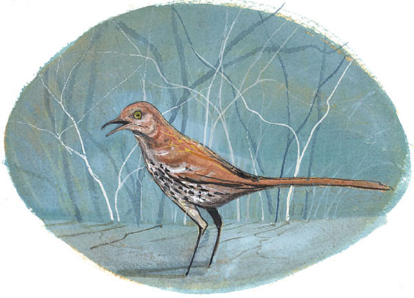 Brown Thrasher Gicle - Artist Proof
