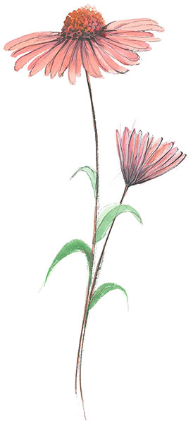 Coneflower, The Gicle - Artist Proof