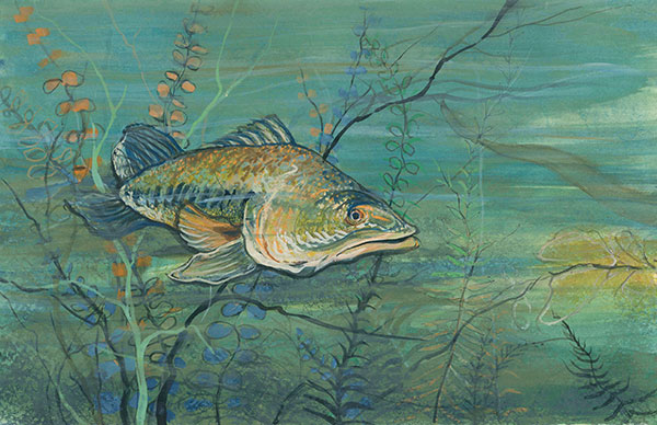 Lurking in the Shallows Giclée