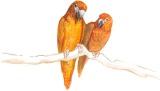 Pretty Birds Gicle - Artist Proof