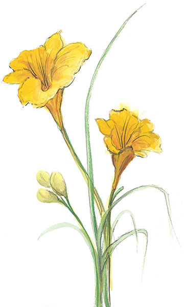 Yellow Lily Gicle - Artist Proof